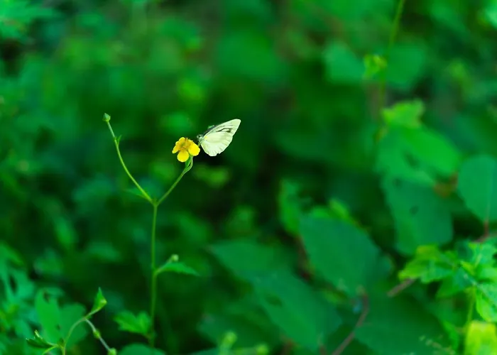 深山山荘 Denchi