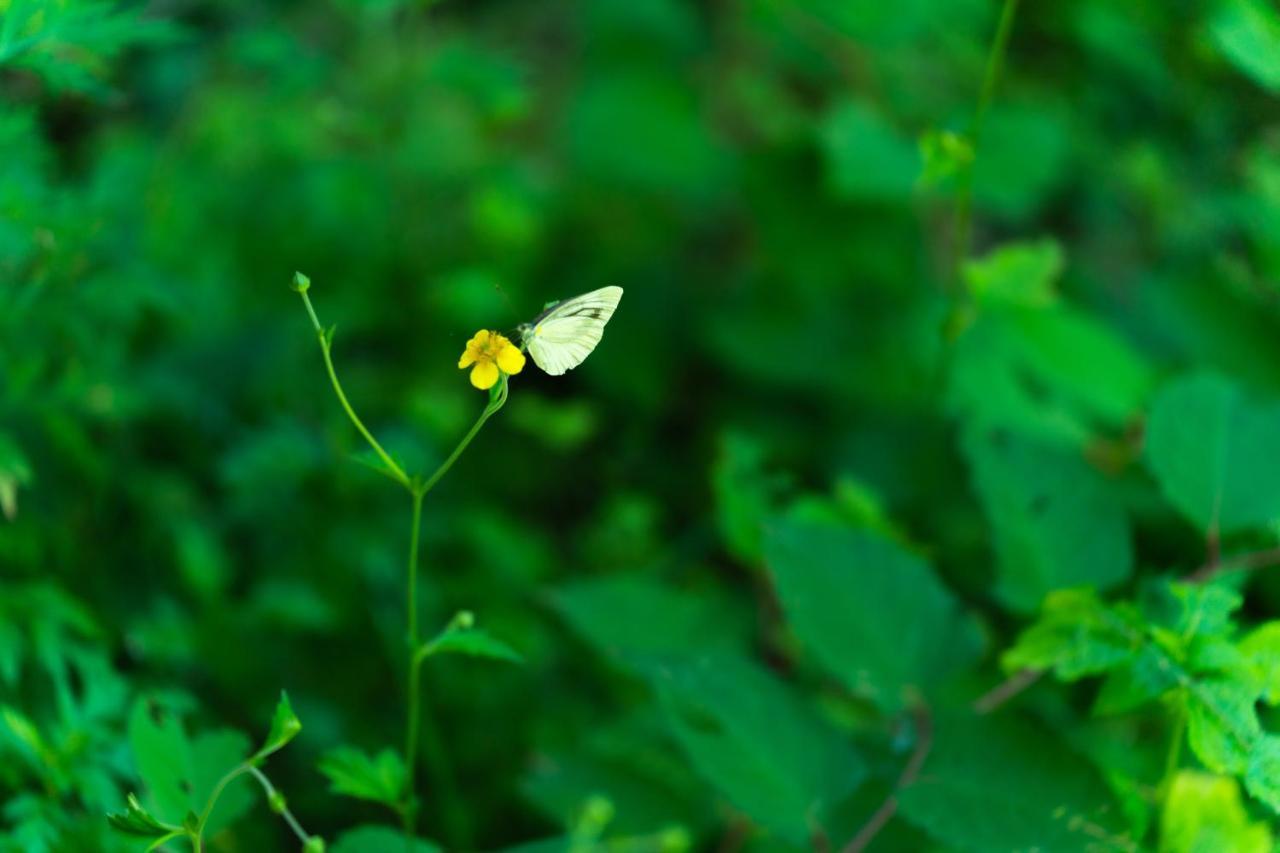 度假居 深山山荘 Denchi Uchiko